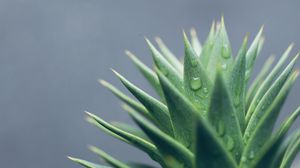 Preview wallpaper aloe, leaves, drops, water, macro