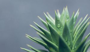 Preview wallpaper aloe, leaves, drops, water, macro