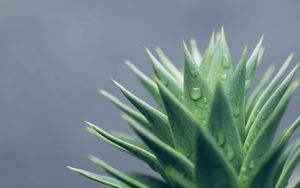 Preview wallpaper aloe, leaves, drops, water, macro