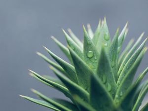 Preview wallpaper aloe, leaves, drops, water, macro