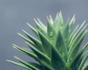 Preview wallpaper aloe, leaves, drops, water, macro