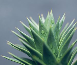 Preview wallpaper aloe, leaves, drops, water, macro