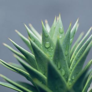 Preview wallpaper aloe, leaves, drops, water, macro