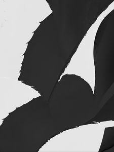 Preview wallpaper aloe, leaves, plant, black and white