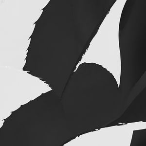 Preview wallpaper aloe, leaves, plant, black and white