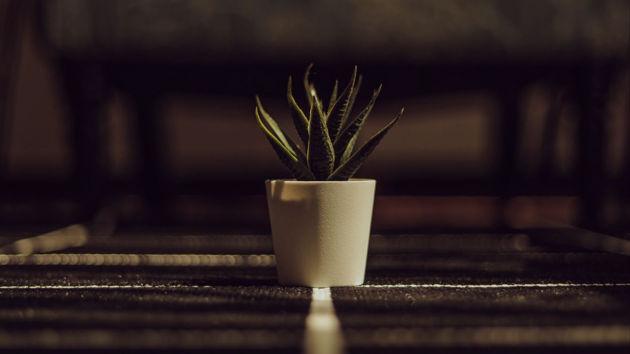 Wallpaper aloe, plant, green, pot