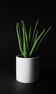 Preview wallpaper aloe, plant, home plant, black