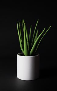 Preview wallpaper aloe, plant, home plant, black