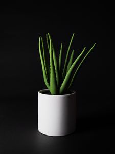 Preview wallpaper aloe, plant, home plant, black