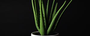 Preview wallpaper aloe, plant, home plant, black