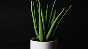 Preview wallpaper aloe, plant, home plant, black