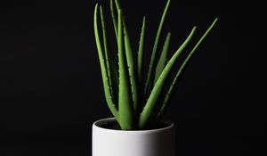 Preview wallpaper aloe, plant, home plant, black