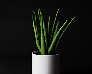 Preview wallpaper aloe, plant, home plant, black