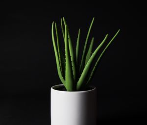 Preview wallpaper aloe, plant, home plant, black