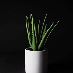 Preview wallpaper aloe, plant, home plant, black