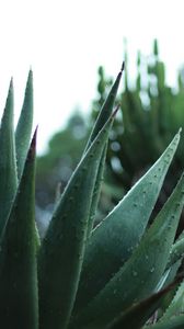 Preview wallpaper aloe, plant, leaves, drops, macro