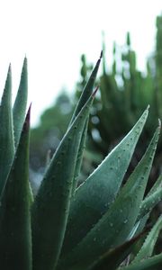 Preview wallpaper aloe, plant, leaves, drops, macro