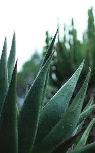 Preview wallpaper aloe, plant, leaves, drops, macro