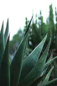 Preview wallpaper aloe, plant, leaves, drops, macro