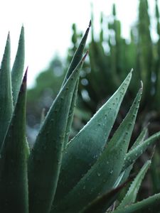 Aloe old mobile, cell phone, smartphone wallpapers hd, desktop backgrounds  240x320 downloads, images and pictures
