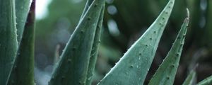 Preview wallpaper aloe, plant, leaves, drops, macro