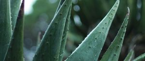 Preview wallpaper aloe, plant, leaves, drops, macro