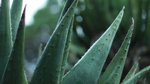 Preview wallpaper aloe, plant, leaves, drops, macro