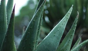 Preview wallpaper aloe, plant, leaves, drops, macro