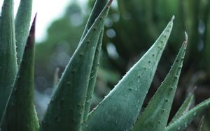 Preview wallpaper aloe, plant, leaves, drops, macro