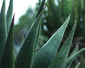 Preview wallpaper aloe, plant, leaves, drops, macro