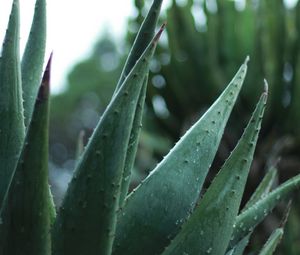 Preview wallpaper aloe, plant, leaves, drops, macro