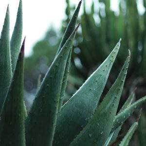 Preview wallpaper aloe, plant, leaves, drops, macro