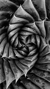 Preview wallpaper aloe, plant, spiral, macro, black and white