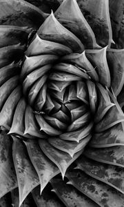 Preview wallpaper aloe, plant, spiral, macro, black and white