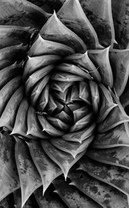 Preview wallpaper aloe, plant, spiral, macro, black and white