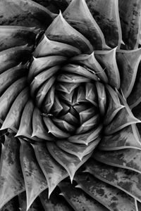 Preview wallpaper aloe, plant, spiral, macro, black and white