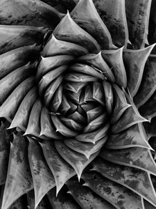 Preview wallpaper aloe, plant, spiral, macro, black and white