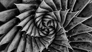 Preview wallpaper aloe, plant, spiral, macro, black and white