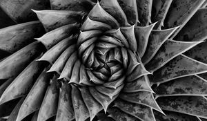 Preview wallpaper aloe, plant, spiral, macro, black and white