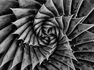 Preview wallpaper aloe, plant, spiral, macro, black and white