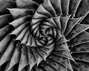 Preview wallpaper aloe, plant, spiral, macro, black and white