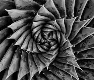 Preview wallpaper aloe, plant, spiral, macro, black and white