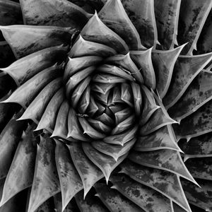 Preview wallpaper aloe, plant, spiral, macro, black and white