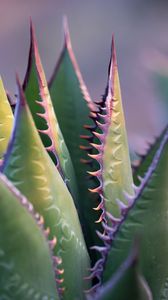 Preview wallpaper aloe, plant, thorns, macro