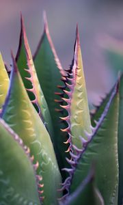 Preview wallpaper aloe, plant, thorns, macro