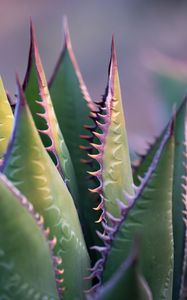 Preview wallpaper aloe, plant, thorns, macro