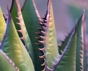 Preview wallpaper aloe, plant, thorns, macro