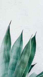 Preview wallpaper aloe, succulent, plant, leaves, green