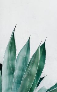 Preview wallpaper aloe, succulent, plant, leaves, green