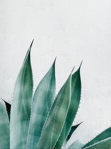 Preview wallpaper aloe, succulent, plant, leaves, green